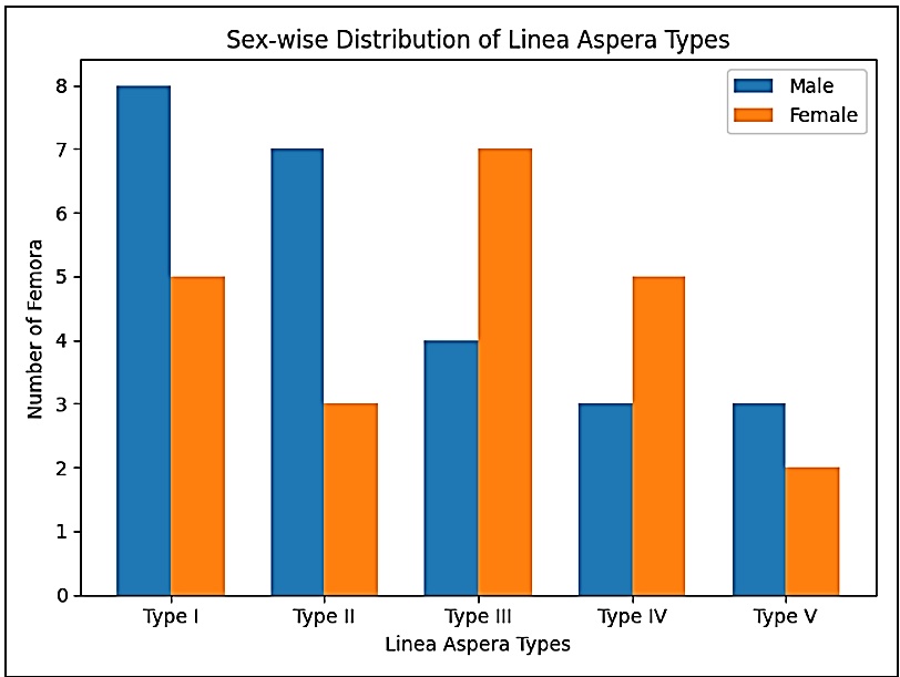 Gender variability in Linea aspera morphology