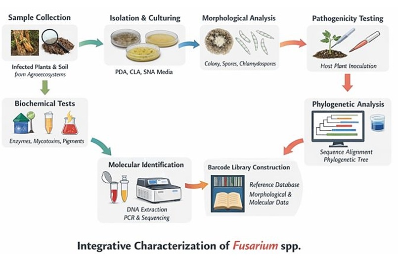 Workflow for the integrated characterization of Fusarium spp.