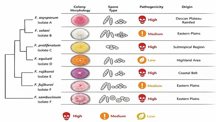 Analysis of Fusarium phylogeny shows connections between isolates through ITS and TEF-1α sequences. Colony morphology, spores, pathogenicity, and origin are described. Pathogenicity levels use red skull (high), orange exclamation (medium), yellow leaf (low), showing genetic groups' traits