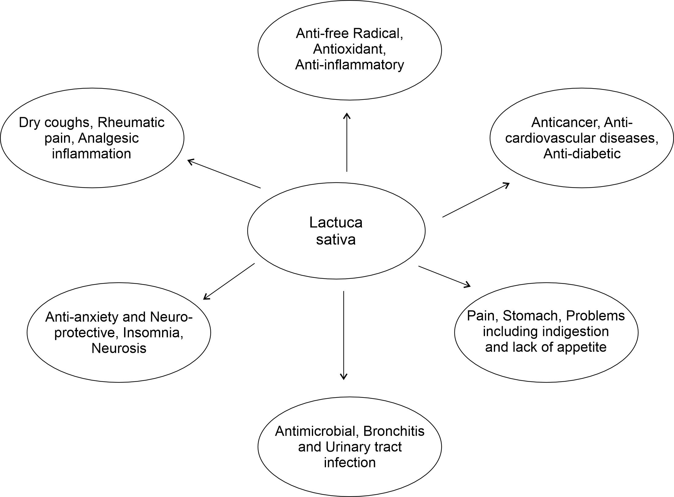 Pharmacological action of Lactuca sativa plant.