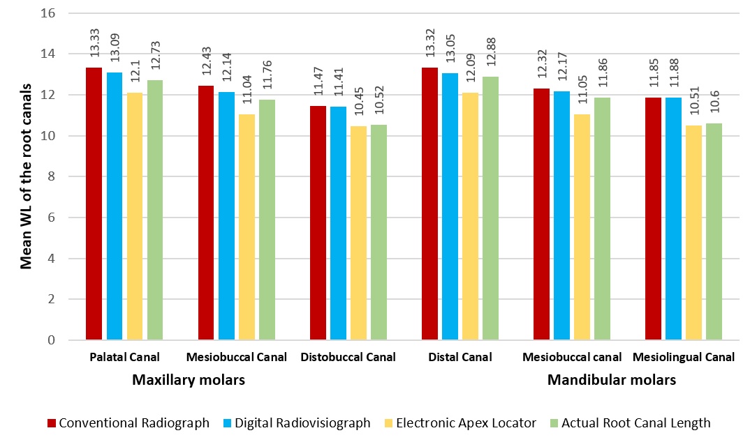 Comparison of mean working length of different root canals in maxillary and mandibular molars.