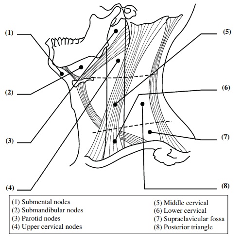 Diagrammatic illustration of the cervical region depicting lymph node.