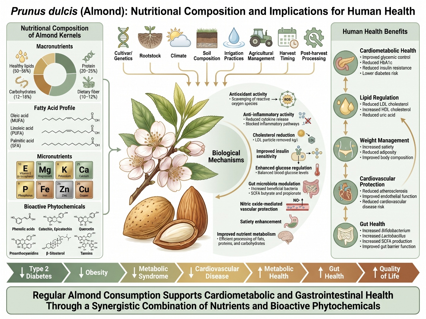 Nutritional Composition, Biological Mechanisms, and Health Benefits of Prunus dulcis (Almond): Graphical overview of the nutritional composition of Prunus dulcis (almond) and its implications for human health. Almond kernels provide healthy lipids, proteins, dietary fiber, vitamins, minerals, and bioactive phytochemicals. Their composition is influenced by genetic, environmental, and post-harvest factors. These components exert antioxidant, anti-inflammatory, lipid-lowering, glycemic-regulating, and gut microbiota-modulating effects, contributing to improved cardiometabolic health, weight management, cardiovascular protection, gut health, and reduced risk of type 2 diabetes, obesity, metabolic syndrome, and cardiovascular disease.