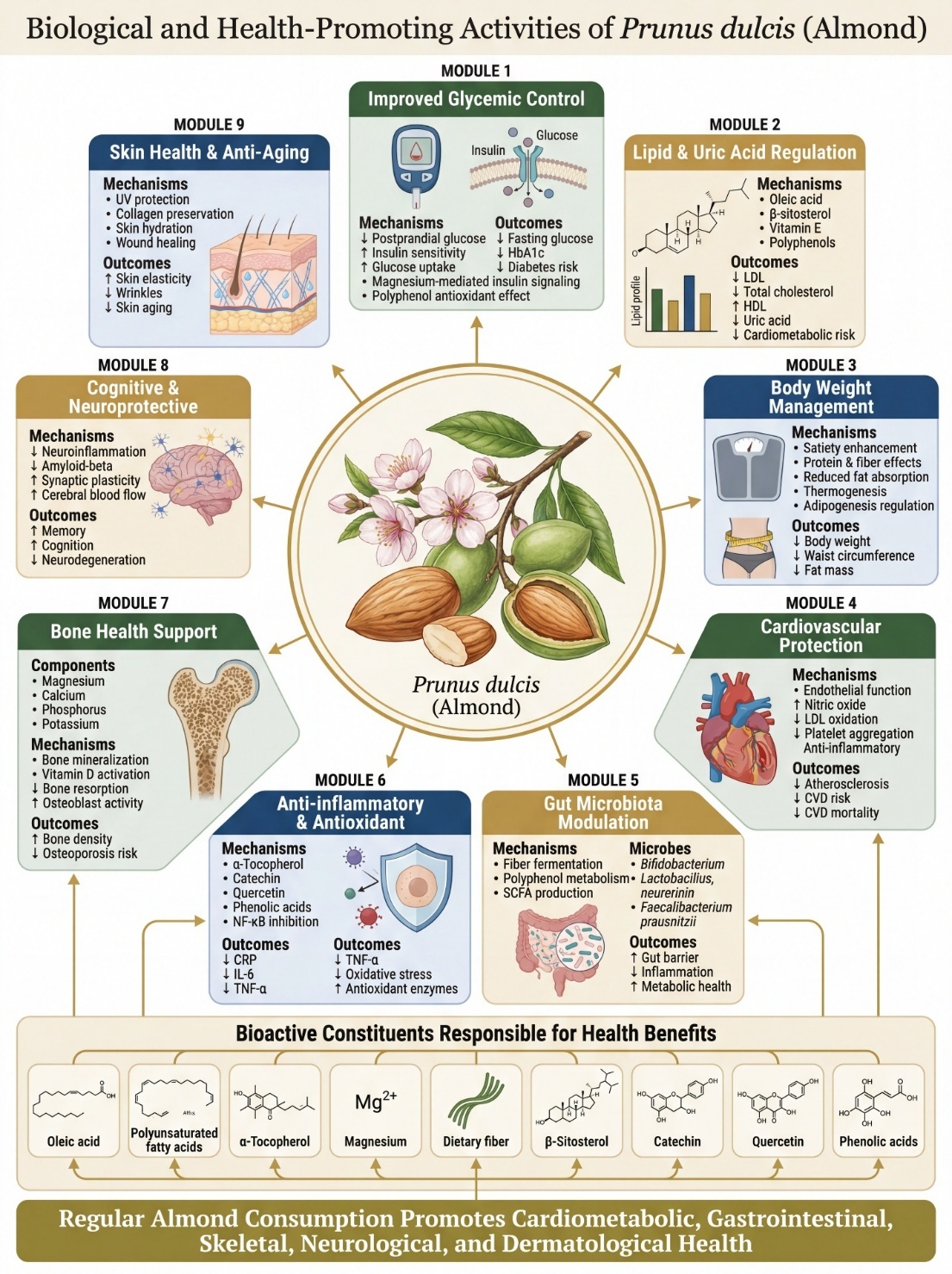 Biological and Health-Promoting Activities of Prunus dulcis (Almond): Bioactive Constituents, Mechanistic Pathways, and Health Outcomes: Schematic overview of the major biological and health-promoting activities of Prunus dulcis (almond). Almond bioactive constituents, including unsaturated fatty acids, α-tocopherol (vitamin E), magnesium, dietary fiber, β-sitosterol, catechin, quercetin, and phenolic acids, mediate multiple beneficial effects. These compounds contribute to improved glycemic control, lipid and uric acid regulation, body weight management, cardiovascular protection, gut microbiota modulation, anti-inflammatory and antioxidant activities, bone health support, cognitive and neuroprotective effects, and skin health maintenance. Collectively, regular almond consumption promotes cardiometabolic, gastrointestinal, skeletal, neurological, and dermatological health.